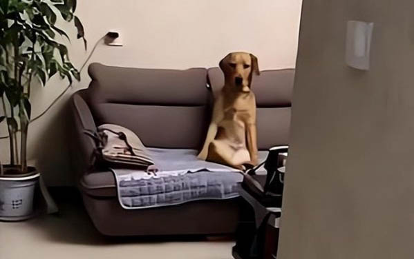 棉花面紗犬哪里有賣