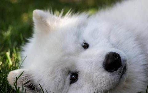 薩摩耶犬哪里賣