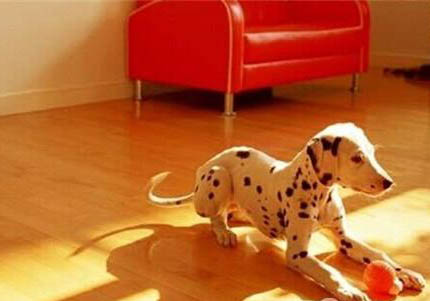 大麥町犬為什么會禁養啊