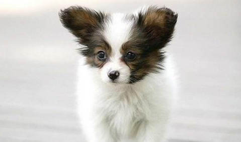 蝴蝶犬為什么養(yǎng)的人少