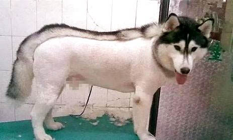 狗狗能吃哈密瓜西瓜嗎