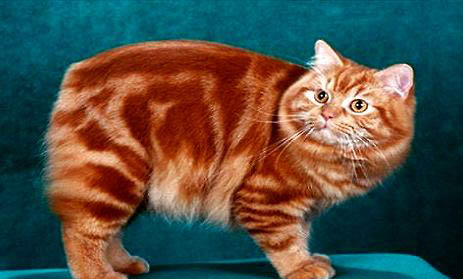 馬恩島貓嘔吐的原因及處理方法