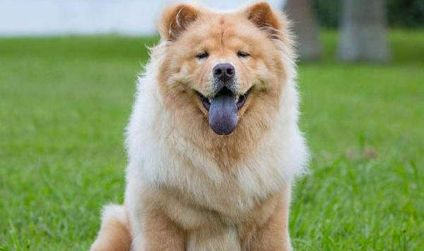 松獅犬感冒需要禁食禁水嗎