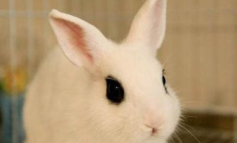 養寵物兔子的注意事項