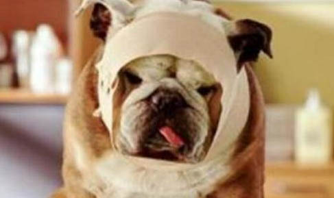 狗狗沒(méi)出門身上怎么會(huì)有蜱蟲(chóng)呢