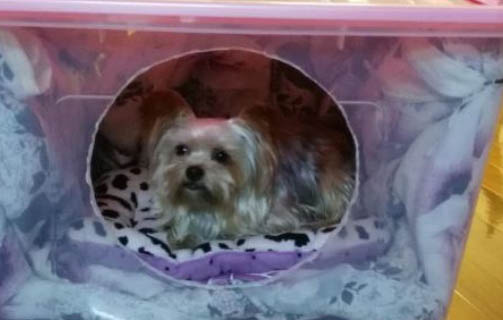 自制防御保暖室外狗窩方法教程