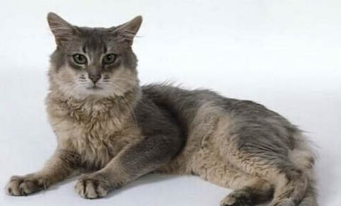 索馬里貓嘔吐是什么原因引起的