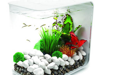 恐龍魚需要加溫嗎