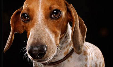 臘腸犬老掉毛的原因及處理方法