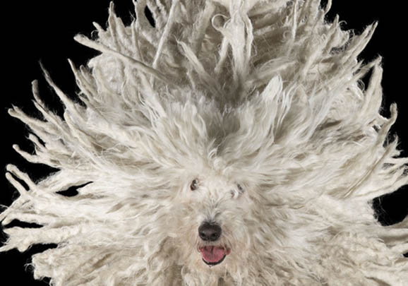 波利犬不愛吃東西的原因及處理方法