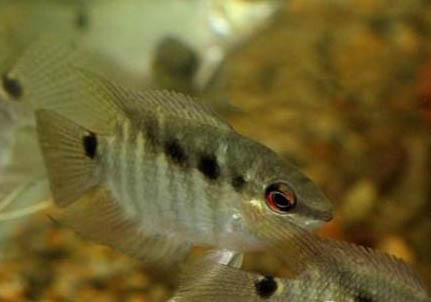 養畫眉鳥的挑選及講究