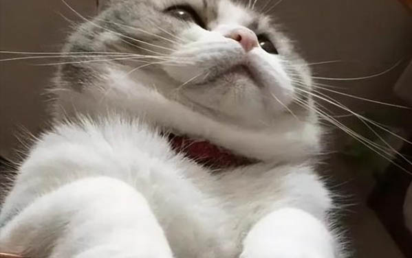 貓大小便失禁怎么辦