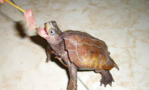 楓葉龜和鋸緣龜哪個好養(yǎng)