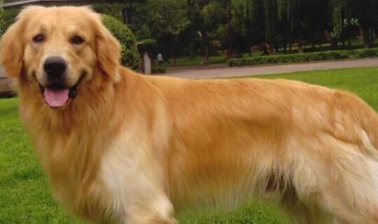 金毛犬吃什么可以補鈣
