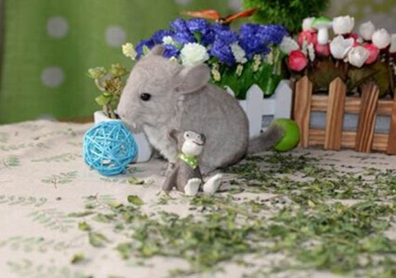 龍貓可以吃松子嗎