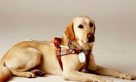 導盲犬可以上公交車嗎