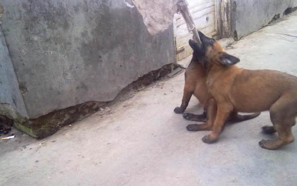 馬犬幾個月認主人