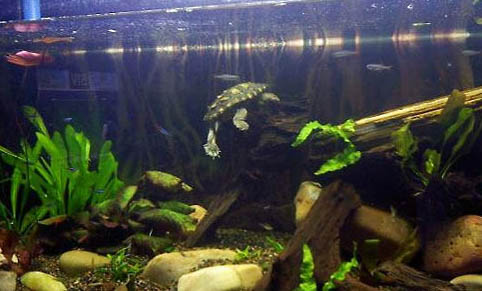 水龜怎么冬眠？