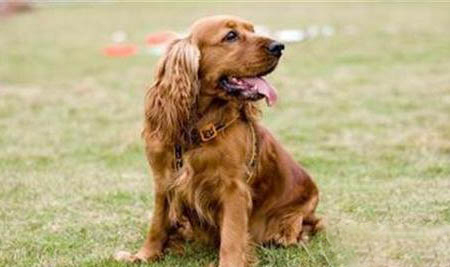 史賓格幼犬喂養(yǎng)方法