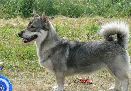 北京柯基犬多少錢一只