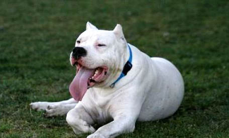 杜高和比特犬哪個厲害