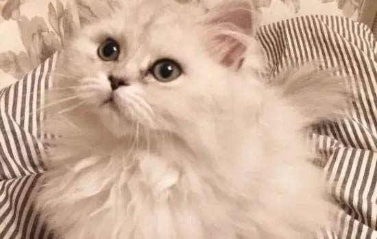 金吉拉生完小貓不吃東西