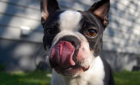 法斗比波士頓梗貴的原因有哪些