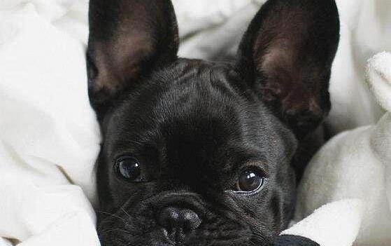 如何獎勵比格犬