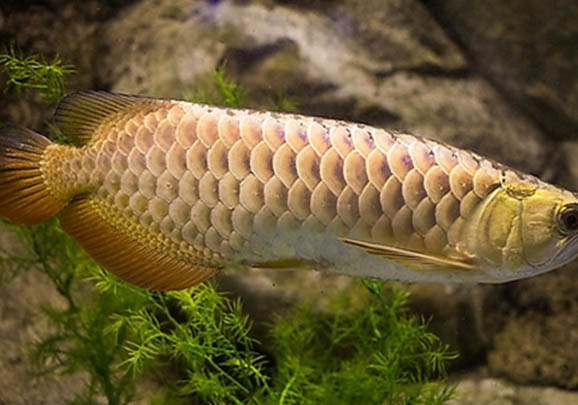金龍魚翻肚的原因