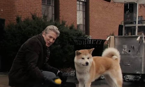 秋田犬和柴犬哪個聰明