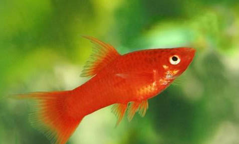 新手飼養金魚需要注意什么