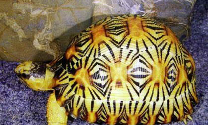 陸龜隆背的原因及處理方法