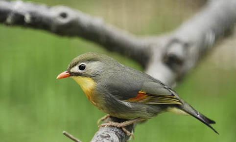 玄鳳雛鳥多久可以斷奶