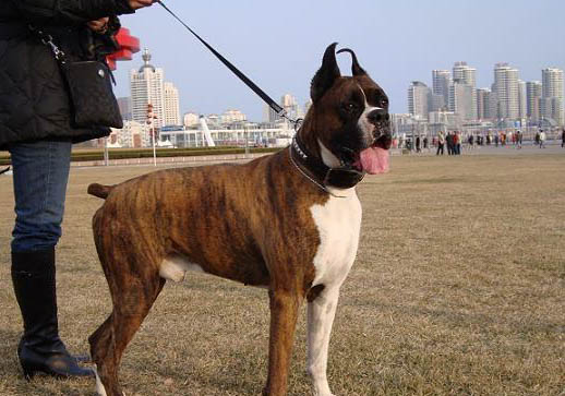 拳師犬和杜賓哪個好