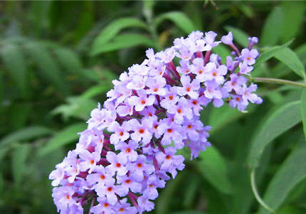 魚缸一般養幾條發財魚