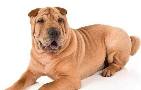 沙皮狗馴養(yǎng)攻略及性格特點(diǎn)