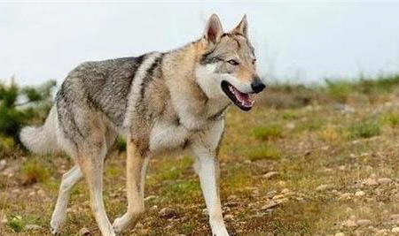 國內可以養捷克狼犬嗎