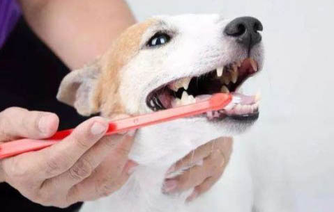 為什么狗狗老是流眼屎？
