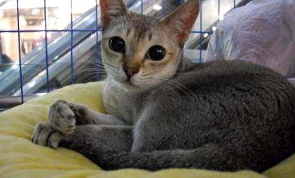 新加坡貓到處尿的原因及處理方法