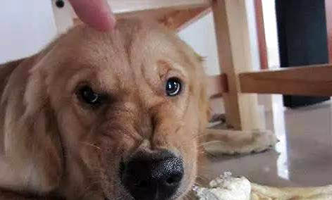狗狗懷孕期間不能吃什么