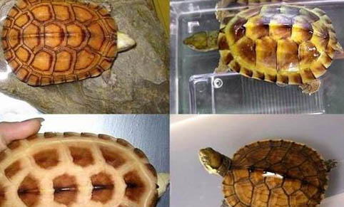 黃喉擬水龜飼養