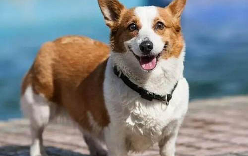 棉花面紗犬哪里有賣