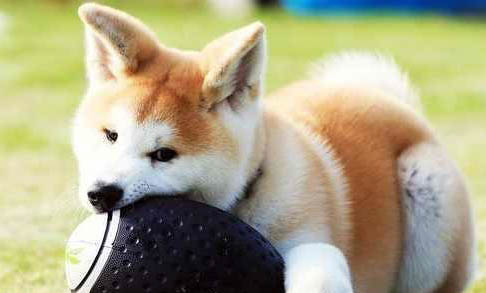 日本柴犬狗糧怎么選