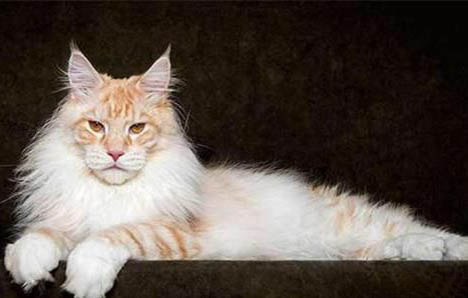 緬因貓脫毛嚴重的原因及處理方法