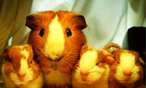 荷蘭豬假死僵硬多久恢復