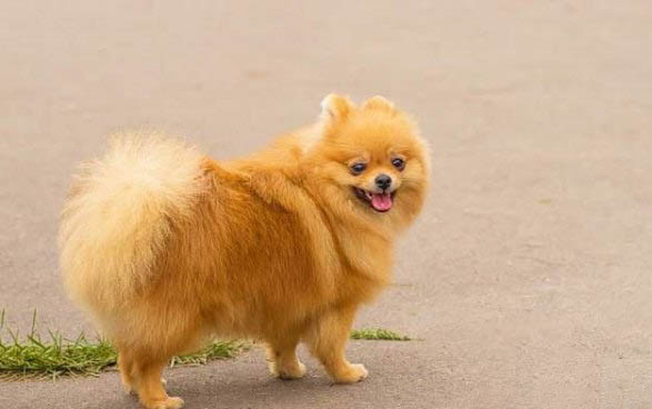 博美犬該怎么喂養