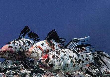 養(yǎng)金魚注意事項有哪些
