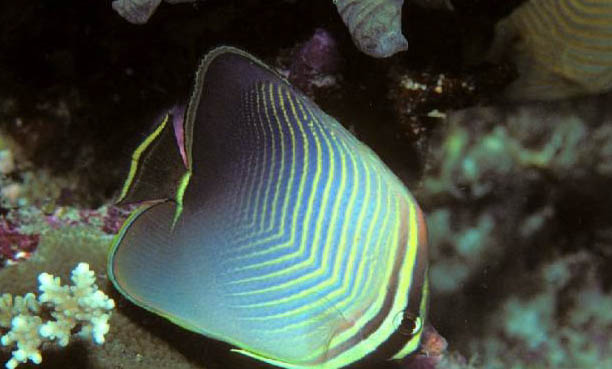 孔雀魚能和紅綠燈混養嗎