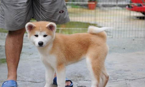 日本秋田犬太瘦原因及處理方法