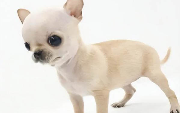 狗狗如何告訴你它病了